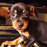 Dog Little Touch Piano