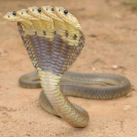 Five head cobra