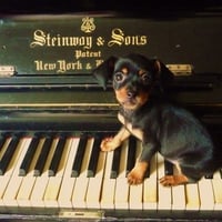 Beauty little dog in the Piano Steinway