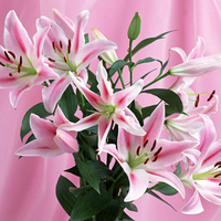 Beautiful Pink Flowers