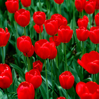 Beautiful Red Tulips