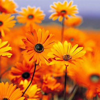 Beautiful Yellow Flowers