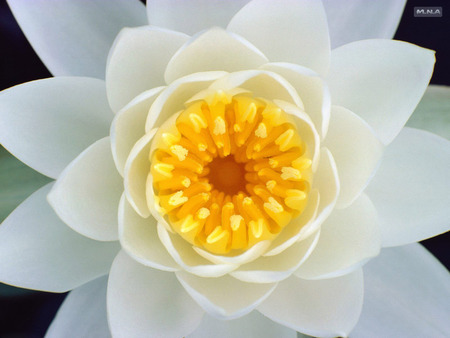 White Flower, Yellow From the inside - colors, flower, flowers, colorful flowers, mna, nature, rose, color, colorful flower