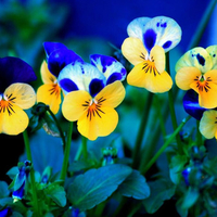 Beautiful  Yellow Flowers