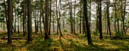 Dream Forest - forest, forests, dual monitor, photography, dual screen