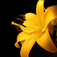 Yellow Lilly