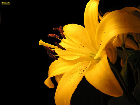 Yellow Lilly