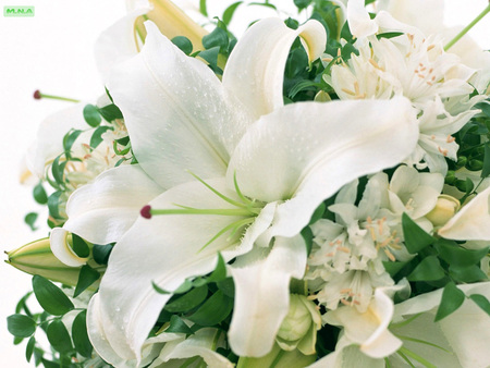 White Lilly - colorful flowers, rose, nature, colorful flower, colors, color, flowers, flower, mna