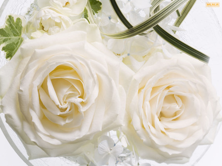 2 White Flowers - colors, flower, flowers, colorful flowers, mna, nature, rose, color, colorful flower