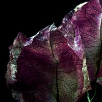 Leaf veins / Blattadern