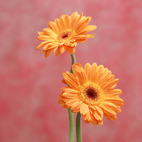 Yellow Flowers