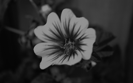 Bliss Torn From Emptiness - flower blackandwhite grainy nature macro