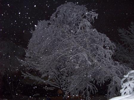 Winter Wonder - nature, illinois, tree, snow