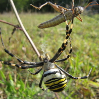 Spider working for food