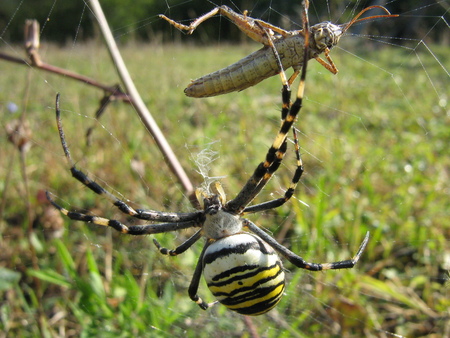 Spider working for food - spider