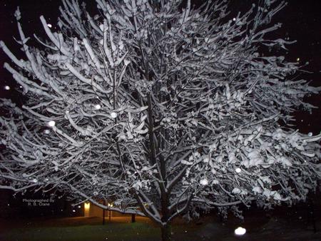 Bold Tree  - illinois, tree, winter, snow