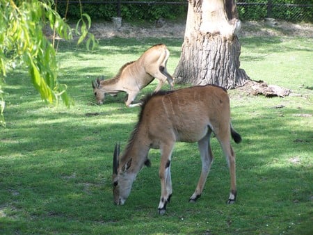 Polish ZOO - lunch