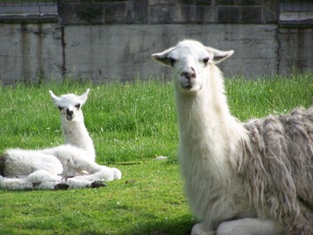 Llama - polish zoo, llamas, llama