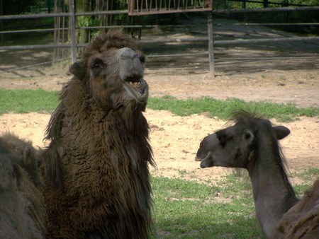 Lazy;) - polish zoo