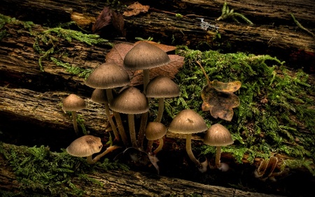 Mushroom in the morning / Pilze im Morgengrauen (WDS) - mushrooms, mushroom, photography, wds, widescreen, flower