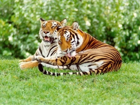 Tigers - grass, trees, tigers, beautiful