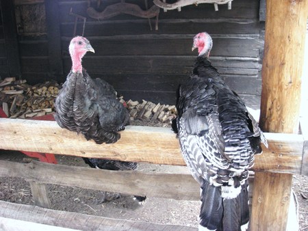 turkeys enjoy a rest - birds