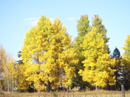 fall at its finest - trees