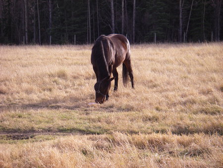 grasing in the fall sun - horse