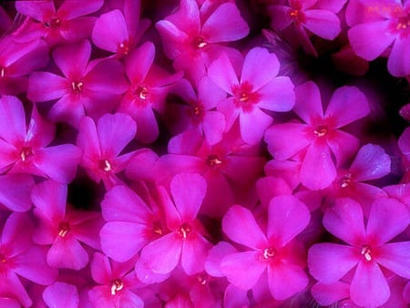 Pink Flowers