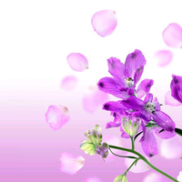 Violet Flowers