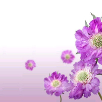 Violet Flowers