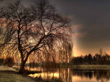 Tree in the Twilight - dawn, its so cool, twilight, lake, tree