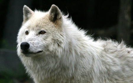 White Wolf (WDS) - wolf, wds, photography, animal, widescreen, white wolf