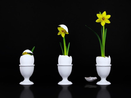 Man Heaven and Earth - white, flower, black, vase, yellow