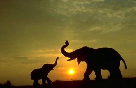 Mother's Love - elephant, animal, mother, sunset, black