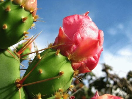 Maternal Love - cactus, green, desert plant, pink