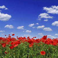 Poppy Flowers Field Under Blue Sky