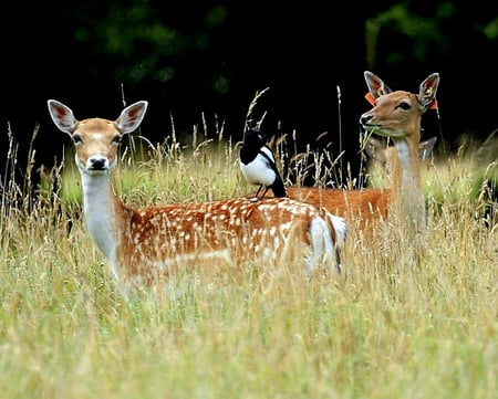 Dear Friends - bird, trees, black white bird, deer, field