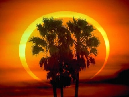 RingofFire  mammana. jpg - plamtrees, sunset, ringoffire, nature