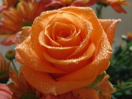 roses wallpaper roses boquets4423. jpg - smells, orange, rose, bloom