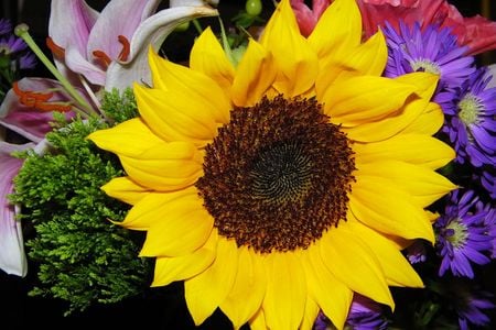 Sunflower - flowers, sunflower, yellow, arrangement, still life