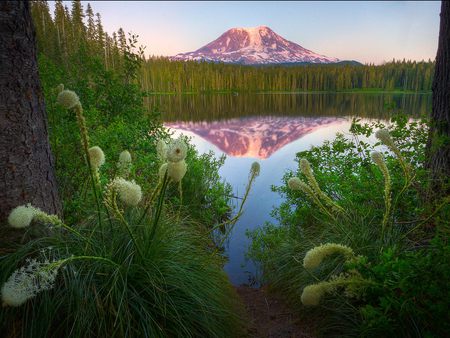 Bear Grass Mount Adams