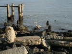 Heron By The Water and Rocks