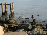 Heron Flying Off With a Fish