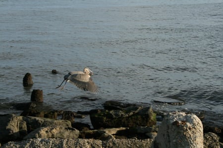 Heron in Flight With Fish - heron, water, fish, rocks