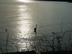 Heron Standing in the Water