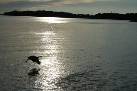 Heron Taking Flight - heron, water, sunset, bird