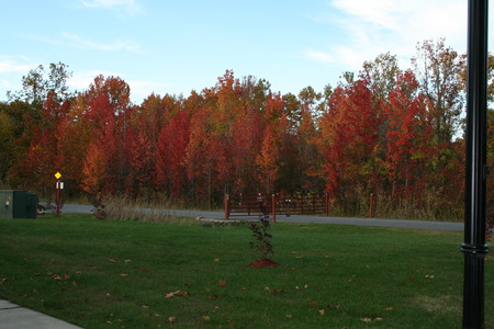 Fall Colors in North Point State Park in Maryland - fall, trees, park, grass