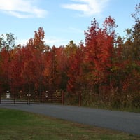 Leaves Changing Colors