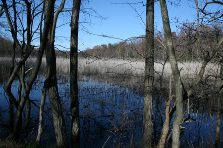 Trees in the Water - water, park, forest, trees